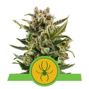 White Widow Automatic Royal Queen Seeds 3 Stück