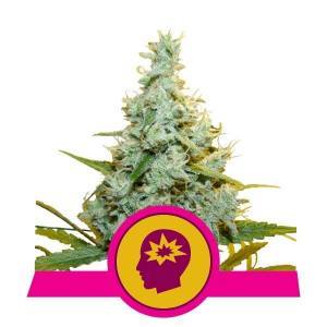 AMG - Amnesia Mac Ganja feminisiert Royal Queen Seeds 5 Stück