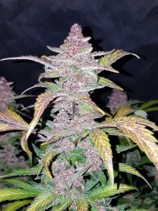 Fast Buds – Blackberry Automatic 3 Stück