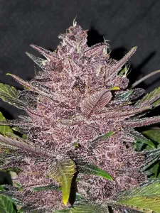 Fast Buds – Blackberry Automatic 3 Stück