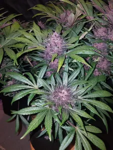 Fast Buds – Blackberry Automatic 3 Stück