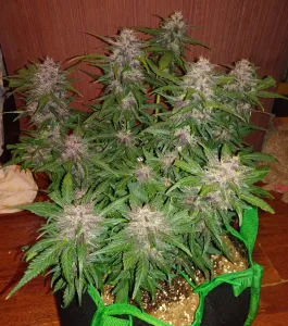 Fast Buds – Crystal Meth Automatic 5 Stück