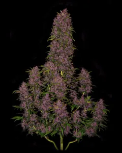 Fast Buds – Crystal Meth Automatic 5 Stück