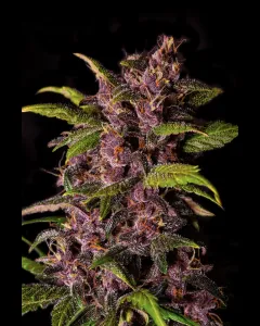 Fast Buds – Crystal Meth Automatic 5 Stück