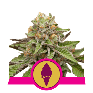 Green Gelato feminisiert Royal Queen Seeds 5 Stück