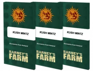 Kush Mimtz  3 Stück Kush Mintz Barneys Farm