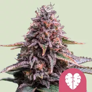 Pink Mist feminisiert 3 Stück  Royal Queen Seeds