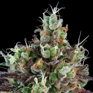 Ripper Seeds - Sour Ripper - 3 Stück