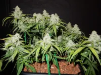 Fat Buds 42 Green Crack Auto Han...