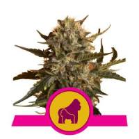 Mother Gorilla: Eine Sativa, die...